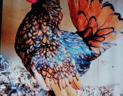 금수남